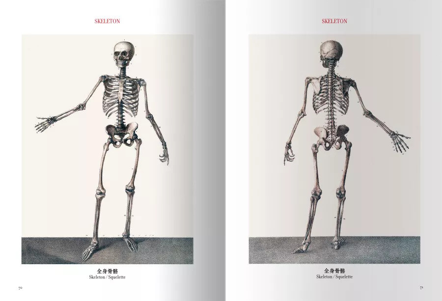 本书堪称解剖学活化石，《人体解剖图谱：汉英法拉对照》出版_腾讯新闻