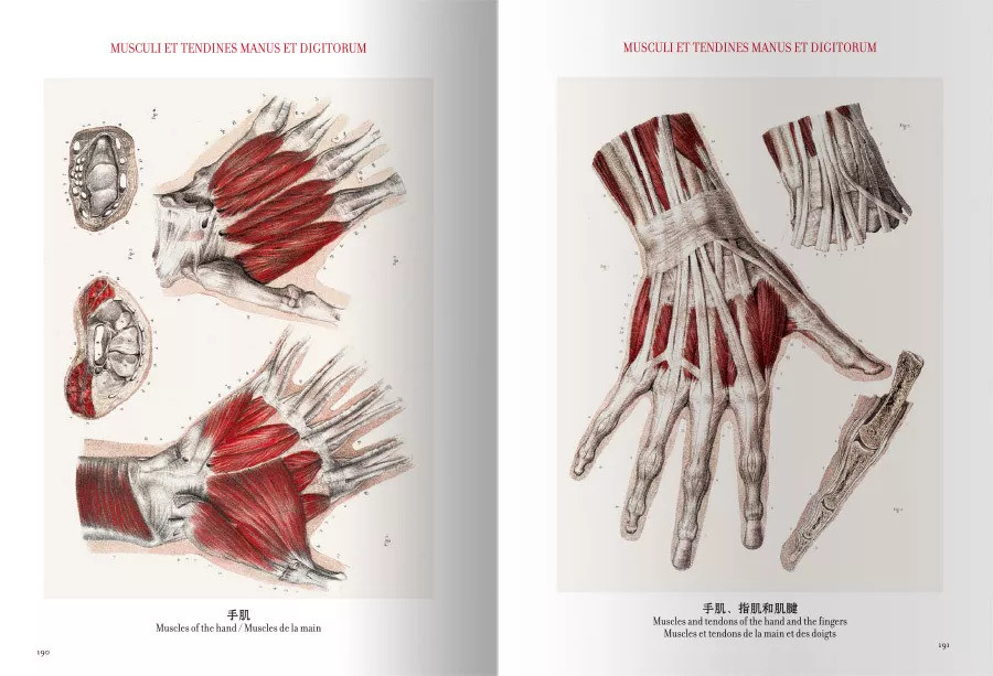 本书堪称解剖学活化石，《人体解剖图谱：汉英法拉对照》出版_腾讯新闻
