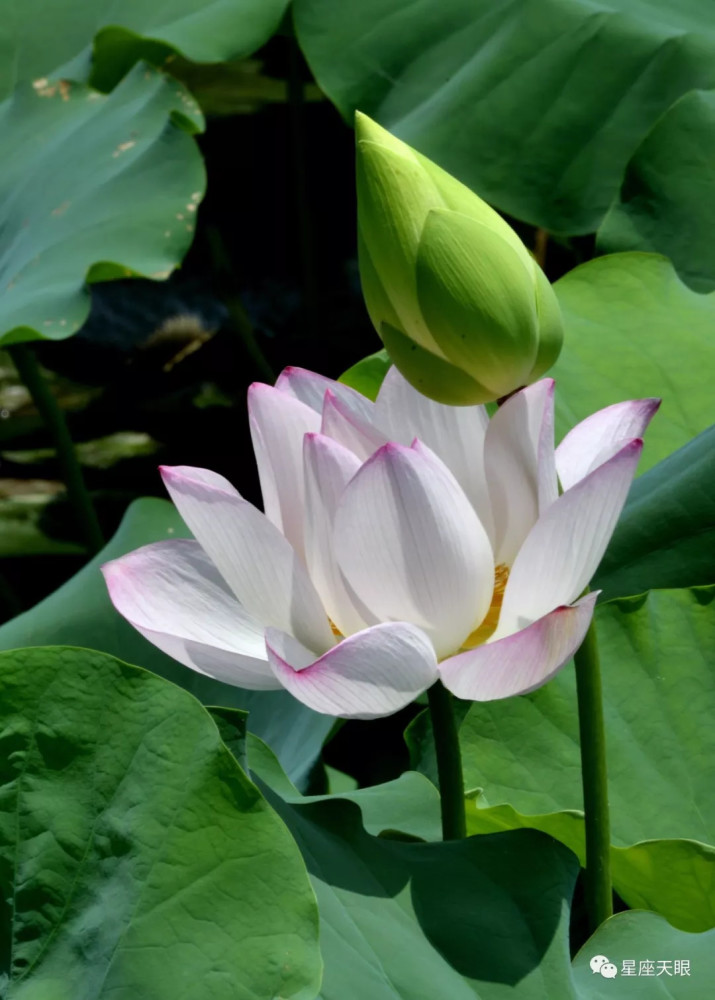 星座天眼 9月22日十二星座运势每年都会有春天 腾讯新闻