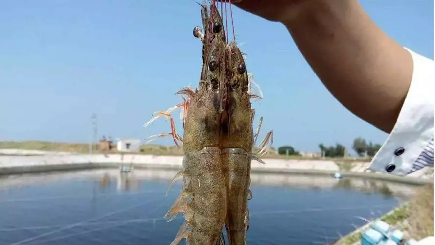 营养|从营养角度看壮苗的重要性！前期壮苗不是锦上添花，而是真正的雪中送炭！