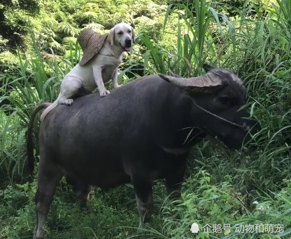 拉布拉多犬帮主人放牛,骑在牛背上像个牧童,太可爱啦