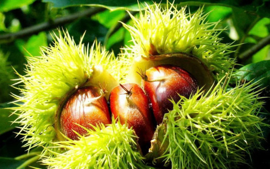 第二届青龙板栗节在七彩青龙.自然城盛大