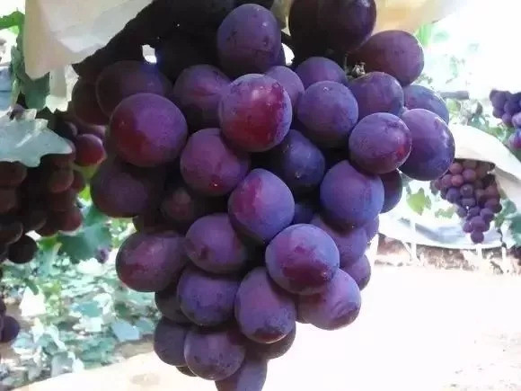 辽峰葡萄第二弹,粒大饱满,皮薄汁多,拼团价格低到底!