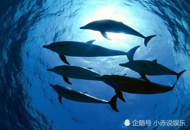 深海恐惧症不可怕?看完2张图算你厉害,够胆量就坚持看到最后!