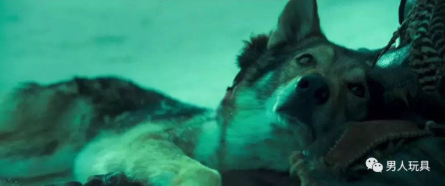 被狗祖宗给虐哭了!电影《阿尔法:狼伴归途》