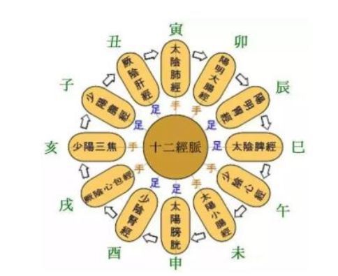 十二经脉的动态走向图和说明