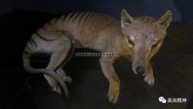 腾讯内容开放平台