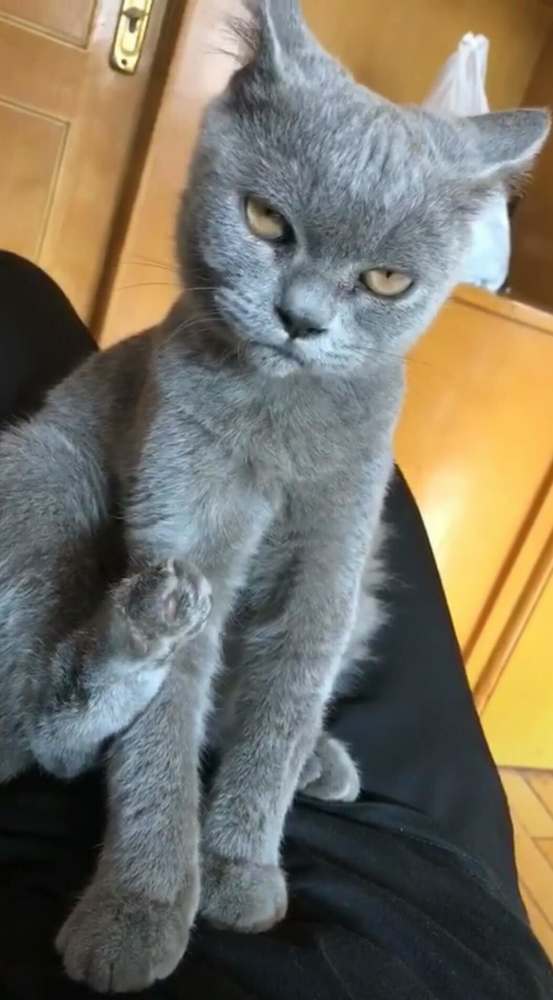 抖音蓝猫走红,看它抬头的一瞬间,网友惊呼:绝对是二哈附体!