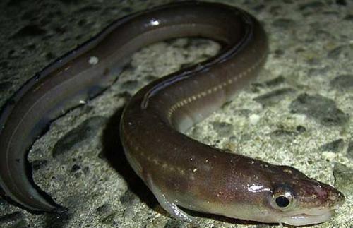 除了各种生鱼片,他们对于鱼肉的处理基本上就是烤制了!