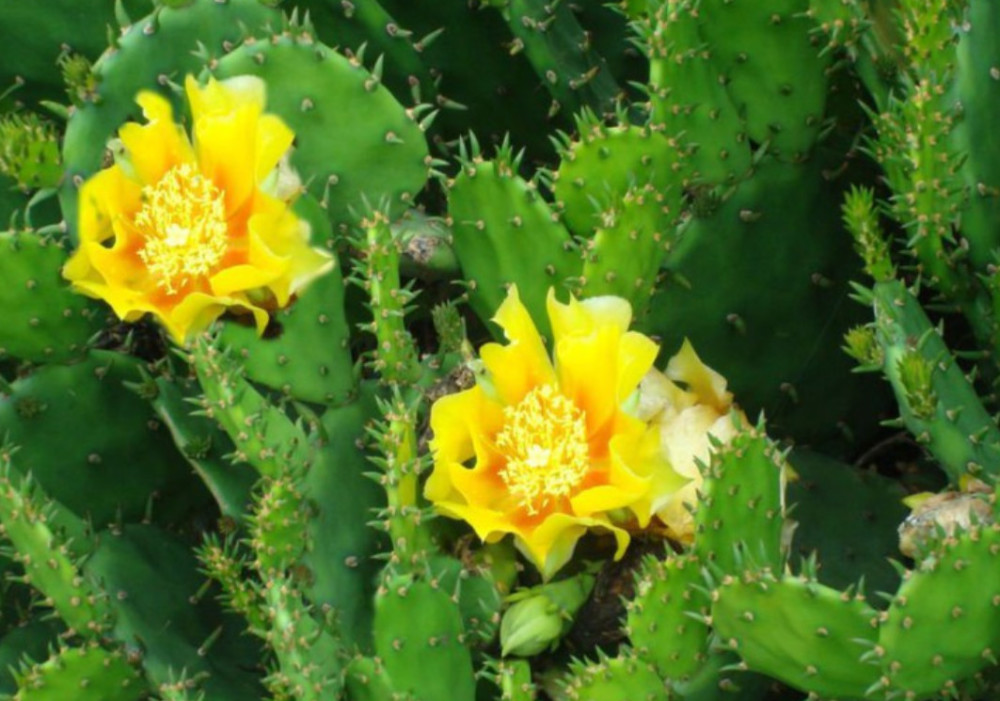 见过吃仙人掌的,没见过这么吃仙人掌的,当地人