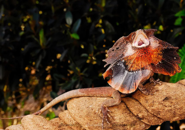 腾讯内容开放平台
