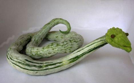 男子在菜地里选了一个,还用苦瓜做了蛇头,用黑色的野果子做了蛇眼睛.