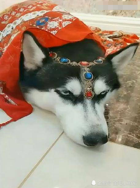 主人将二哈打扮成异域风情的美女,狗狗的表情却越来越不对劲