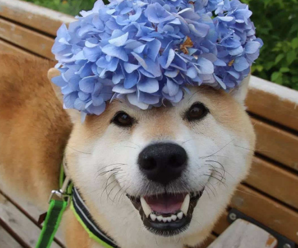 家里的柴犬跟萨摩耶结婚了生的孩子一言难尽啊