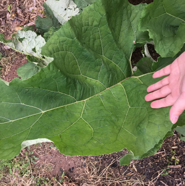 路边这种 野菜 叶片比手掌还大 全身是宝 种进花盆想吃就摘