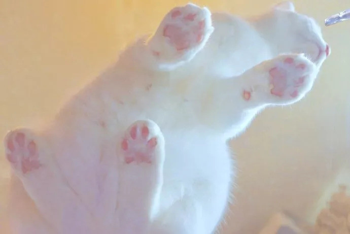 让猫咪上瘾的猫jio是什么味道 我吸了一口 真是妙啊 腾讯新闻