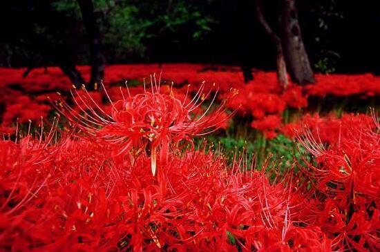 黑暗之花 最凄美的花 腾讯新闻