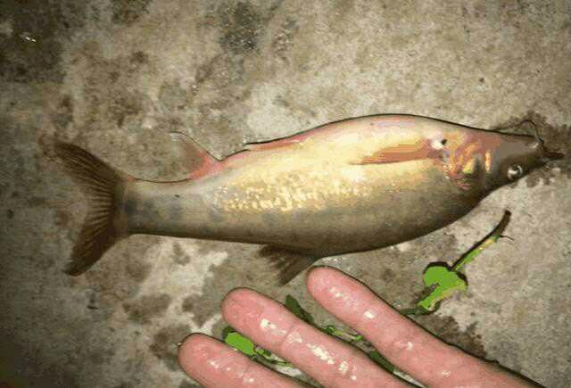 小河捕鱼,十分黑暗的地下河有很多十分稀有的鱼,但是都吃不了