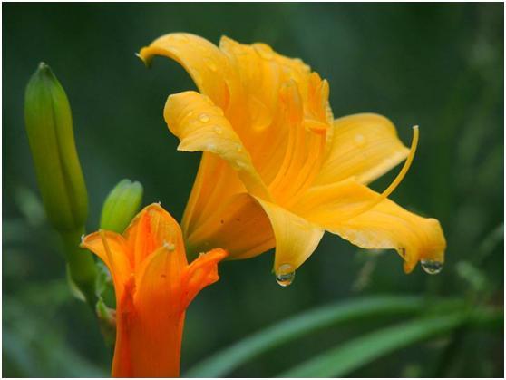 心理学:凭直觉选一株忘忧草,测来生的你会和今生的谁相逢