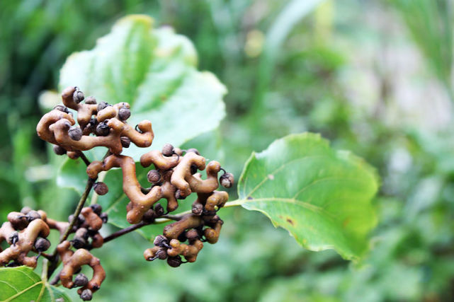 这种树浑身都能吃药用价值很高被人称为神仙树