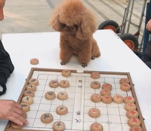 狗狗做象棋大赛裁判,认真有耐心,被称为:史上最公平裁判