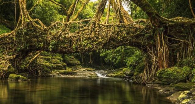 全球最特殊的桥已经经历了500多年的风雨却越来越结实