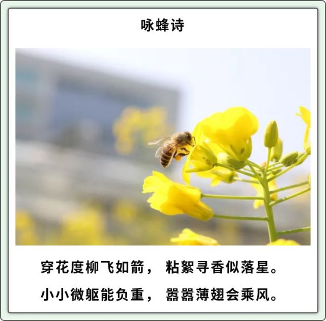 而吴承恩写诗作赋的天分更是不错,其一首《咏蜂诗》在"著名小说家"的