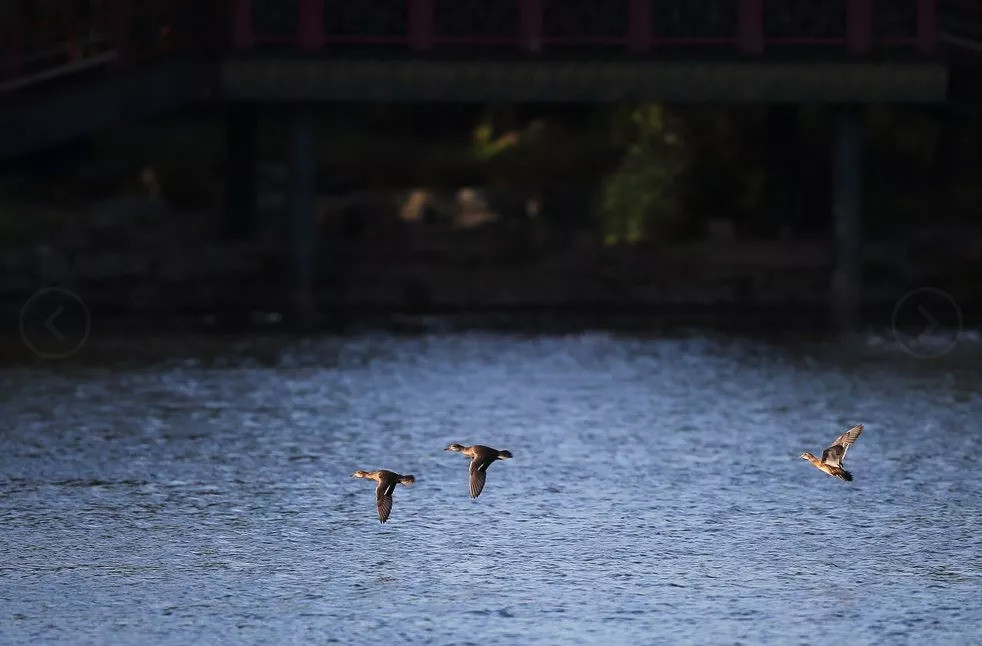 圆明园遗址公园|圆明园遗址公园免费入园