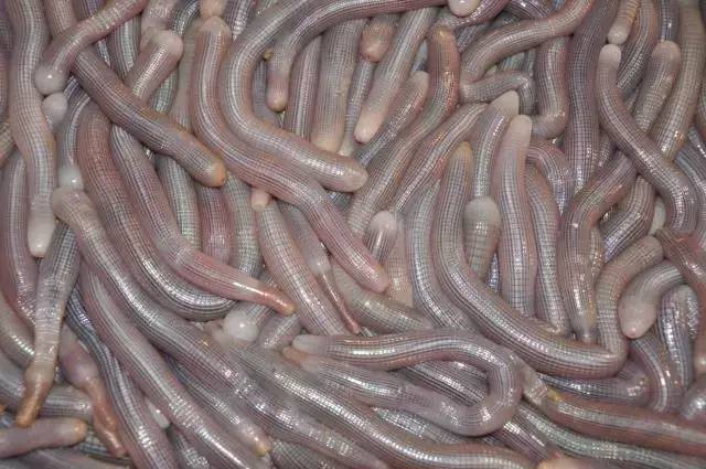 防城港最佳味道泥丁和沙虫虽然丑点但好吃又补哦