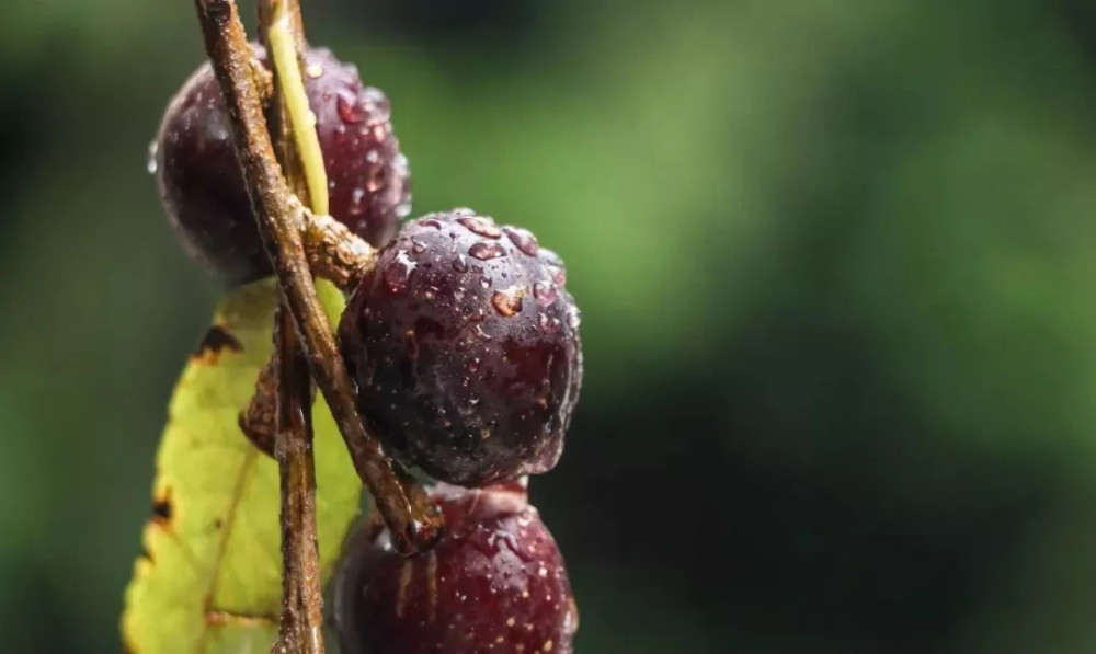龙陵的秋胭脂果红得发紫