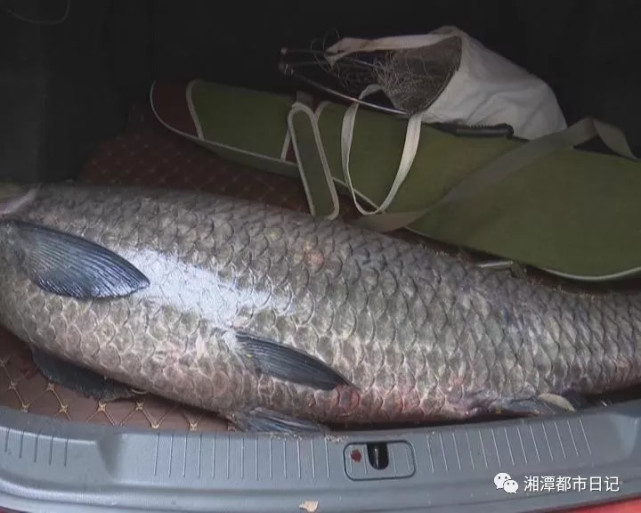湘潭男子钓到一条77斤大青鱼 长1.42米有小孩那么大