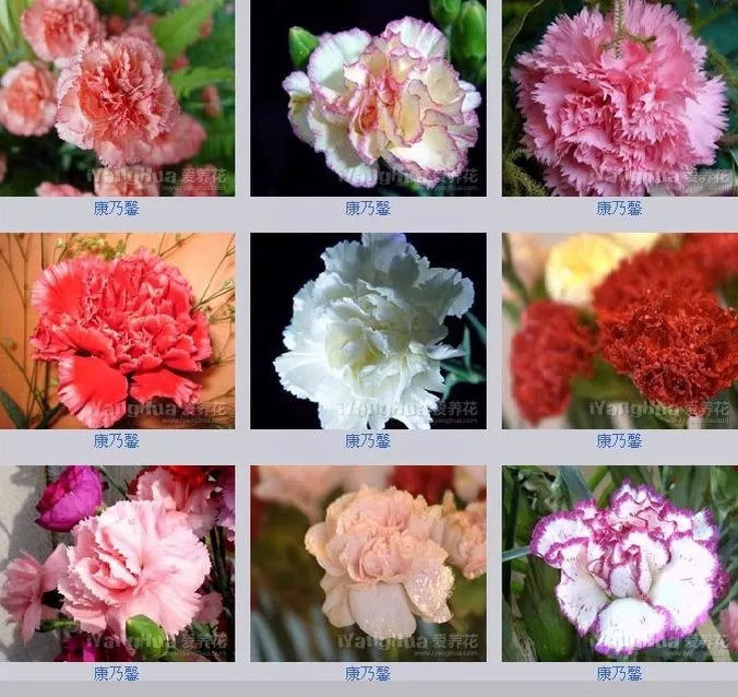 高端的花名(高端的花名男)