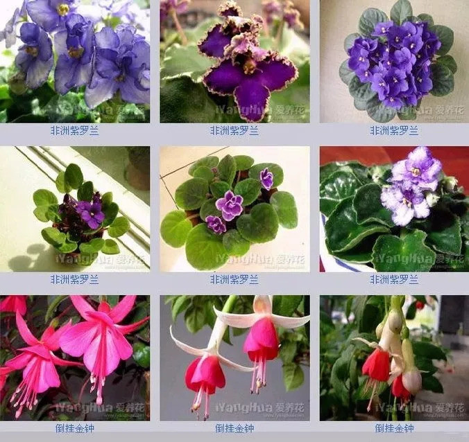 世界上最全的花附带花名收藏吧