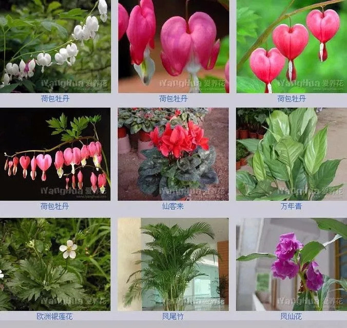 世界上最全的花附带花名收藏吧