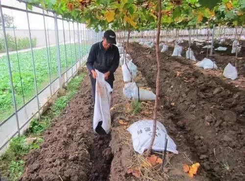 传统的以农家肥和磷肥为主的秋季施肥已不能满足需要,必须农家肥(或