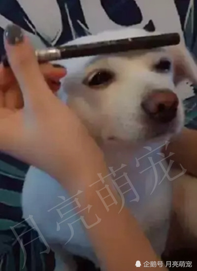 主人给汪化了个妆,眉清目秀撞脸明星 网友:魏璎珞是你吗!