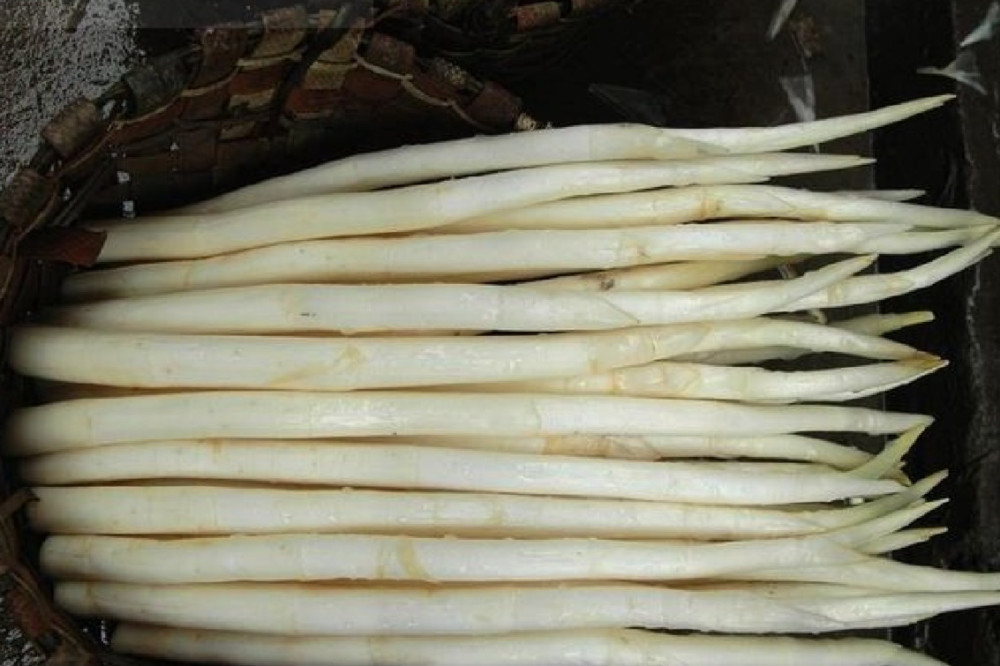 长在水里的象牙,在云南一年四季都生长,全身