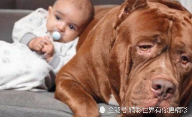 心大的妈妈让世界最大斗牛犬照顾三个月大的婴儿 结果让人揪心