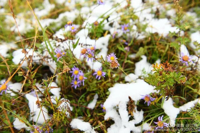 九月飞雪 千亩花海一夜之间下满雪 兰州人在秋季的寒风里瑟瑟发抖 还有这些地方