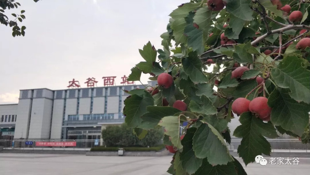 太谷西站的山楂树