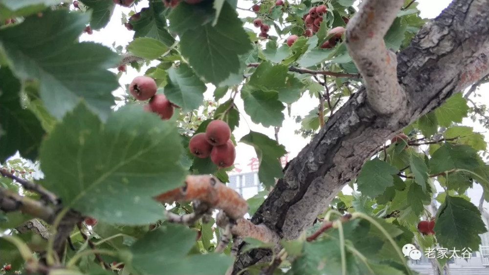 太谷西站的山楂树