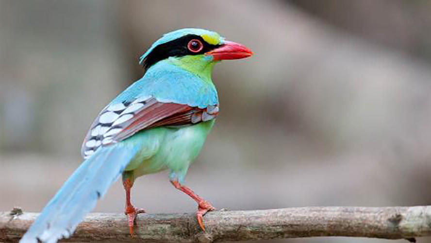 非洲出现罕见四翼鸟,非常神奇,拥有两双翅膀的作用超乎你的想象