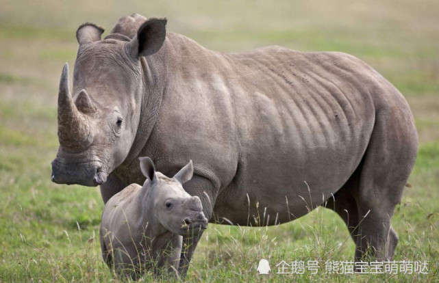 撞击力可想而知,还曾经有过犀牛顶倒大象的记录,和北极熊比起来,犀牛
