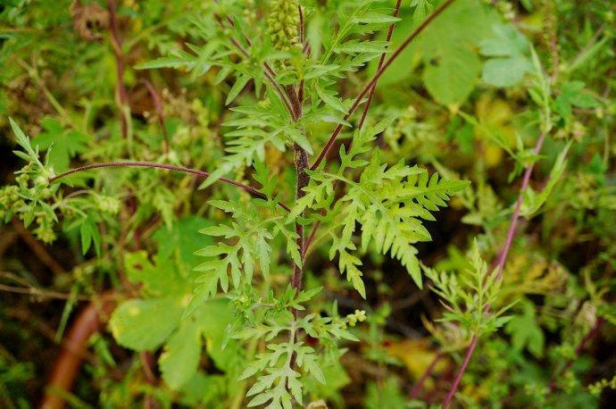 这种外来野草花粉有毒 人畜都不能吃 过去农民看到就砍