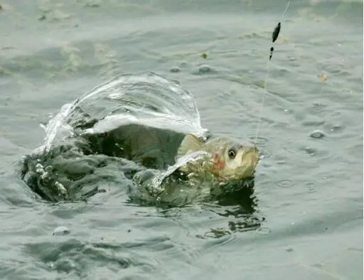 野钓鲫鱼如何调漂?老钓手教你2种方法,使用简