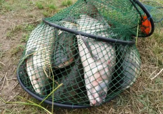 野钓鲫鱼如何调漂?老钓手教你2种方法,使用简