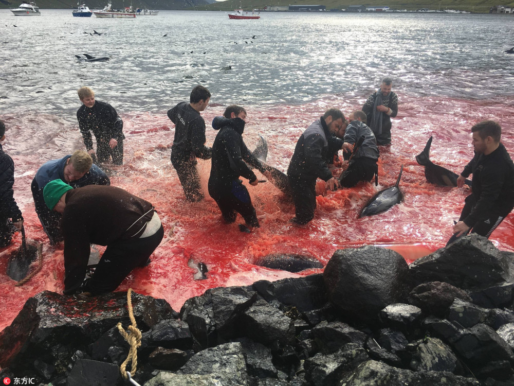 法罗群岛徒手捕杀200多只海豚 鲜血染红海岸画面触目惊心