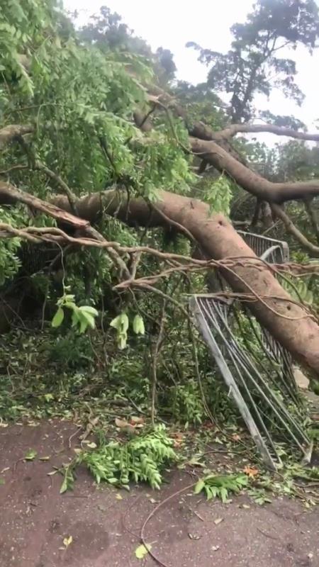 徐濠萦不惧台风山竹跑完8千米,直言:死都要跑