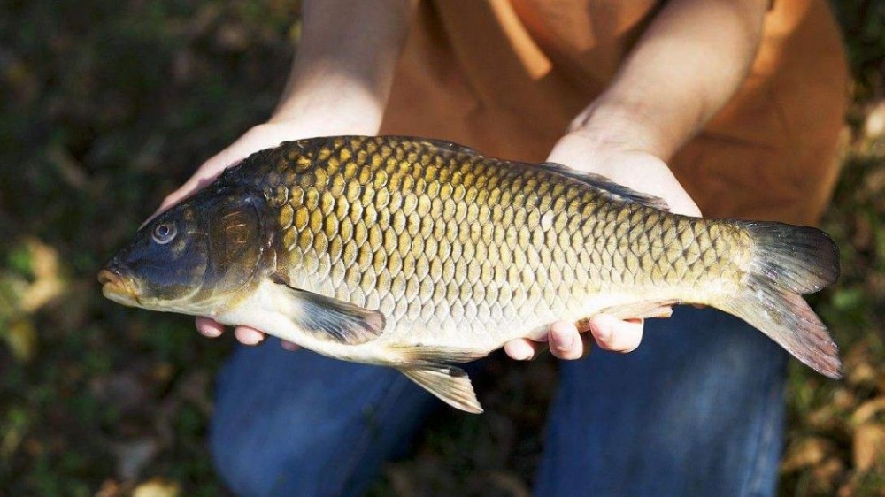 野釣鯉魚的好釣位在哪?晴天陰天各一處,碰見這樣的地方偷著樂吧