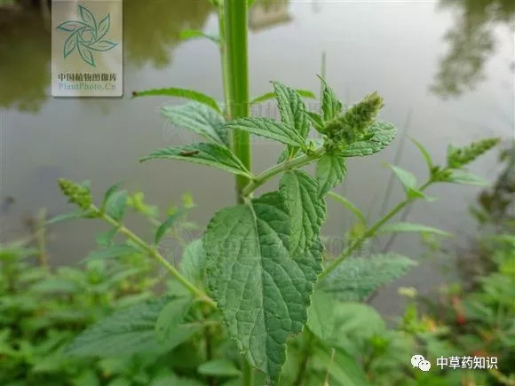 雪见草的功效与作用(雪见草的功效与作用主治)